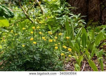 Buttercup Yellow Rununculus Flowers In A Bush