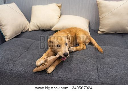 Guilty Golden Puppy Dog Biting His Owners Shoe On Sofa