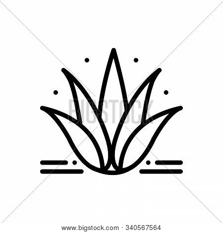 Black Line Icon For Agave Plant Alovera Nature Cactus Herbal