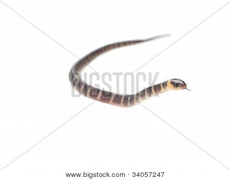 baby snake  crawling