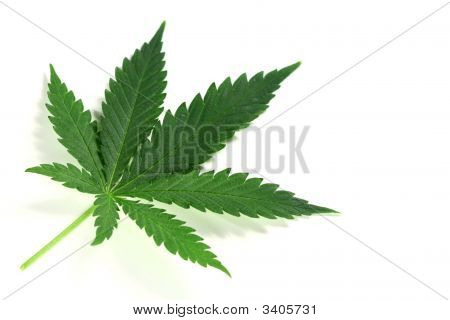 Cannabis