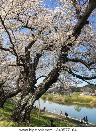 Cherry Blossom (hanami) In Spring Time