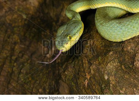Bamboo Pit Viper Flicking Tongue, Trimeresurus Gramineus At Matheran In Maharashtra, India