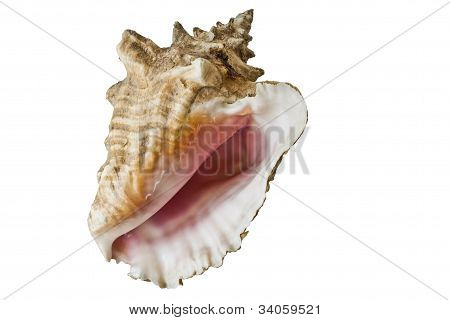 Muschelschale, isoliert