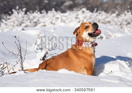 Cadebo Dog Sitting In The Snow In A Winter Park