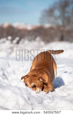 Cadebo Dog Playing, Crouched Down