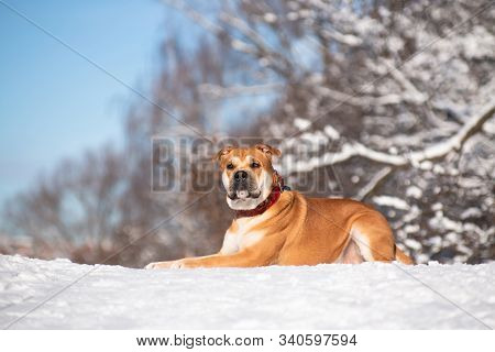 Cadebo Red Dog Lies In A Winter Park