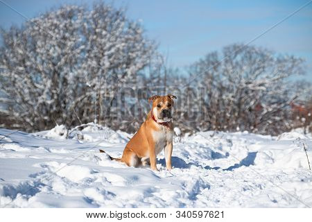 Red-haired Orange Big Powerful Dog Of Breed Cadebo, Walking In The Winter, Sat On The Snow In The Ba
