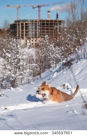 Red-haired Orange Large Powerful Dog Of The Cadebo Breed, Jumping In The Snow And Carrying An Orange