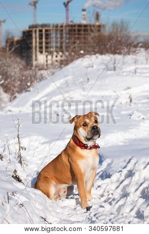 Red-haired Orange Big Powerful Dog Of Breed Cadebo, Walking In The Winter, Sat On The Snow, Against 