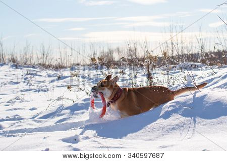 Red-haired Orange Big Powerful Dog Of Breed Cadebo, Walks In The Snow And Carries An Orange Puller T