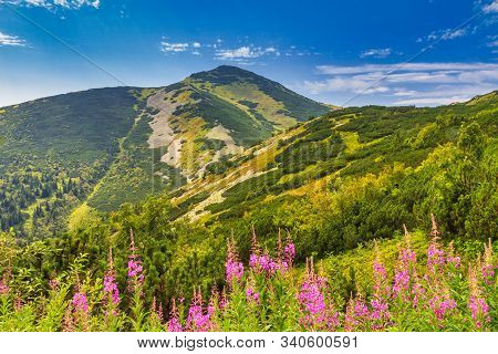 Velky Krivan, The Highest Mountain In The Lesser Fatra. Mountainous Landscape With Fireweed Flowers 