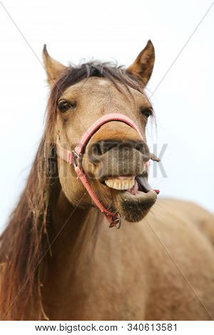 Funny Horse Head Closeup Of  Young Mare Smiling And Laughing With Large Teeth. Selective Focus On Th
