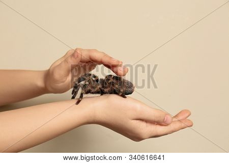 Woman Holding Striped Knee Tarantula On Beige Background, Closeup