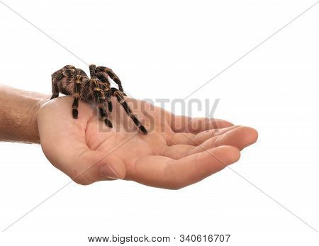 Man Holding Striped Knee Tarantula On White Background, Closeup