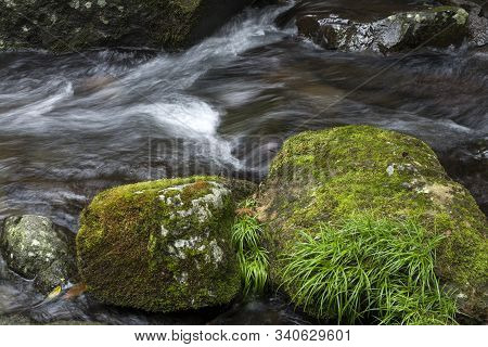 Narrow Brook Flowing In Back Of Green Mossy Stomes