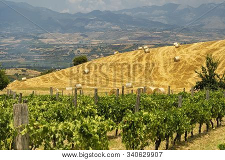 Rural Landscape At Summer In Calabria, Italy, Near Spezzano Albanese, In Cosenza Province, With Vine