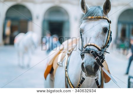 Portrait Of The World Famous Lipizzaner Stallion Legendary White Stallions Horse Before Show. Spanis