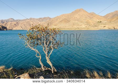 Lonely Tree On The Bank Of The Naryn River, The Naryn River In The Tian Shan Mountains, Kyrgyzstan