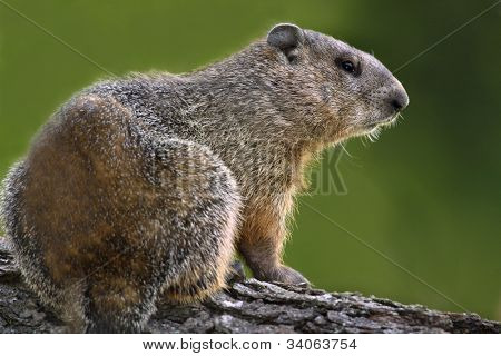 Woodchuck/Groundhog (Marmota monax)