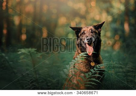 Happy Senior Malinois Dog Posing Outdoors In Summer