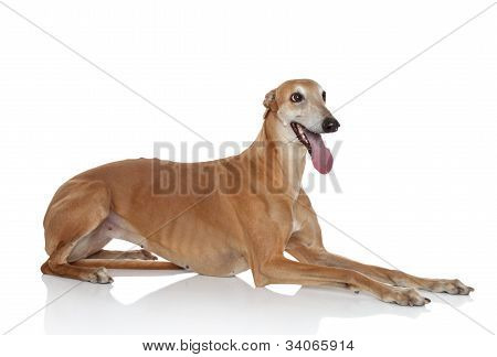 Greyhound hunde på hvid baggrund
