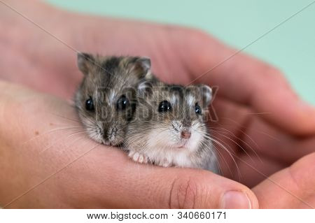 Closeup Of Two Small Funny Miniature Jungar Hamsters Sitting On A Woman's Hands. Fluffy And Cute Dzh