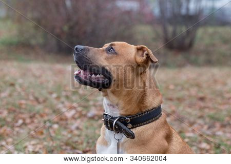 Portrait Of American Pit Bull Terrier Puppy In The Autumn Park. Pet Animals.