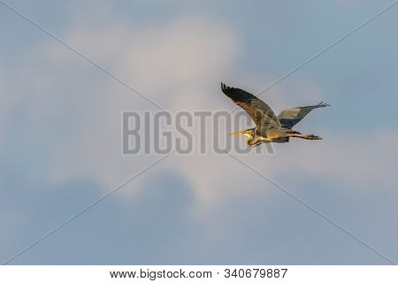 Purple Heron (ardea Purpurea)