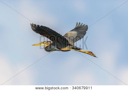 Purple Heron (ardea Purpurea)