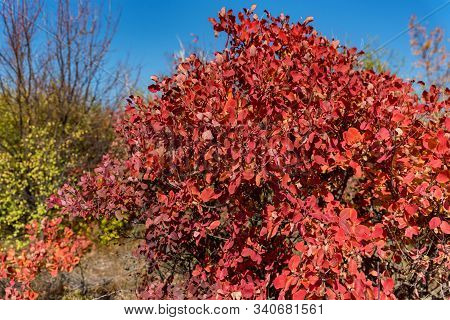 Bright Autumn Red And Orange Leaves Of Smoke Tree Or Cotinus