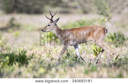 Close Up Of A Pampas Deer Walking In Grass, Pantanal, Brazil.