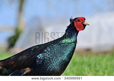 Portrait Of A Melanistic Pheasant In The Garden