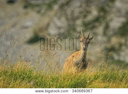 Steinbock Or Alpine Capra Ibex At Colombiere Pass, France