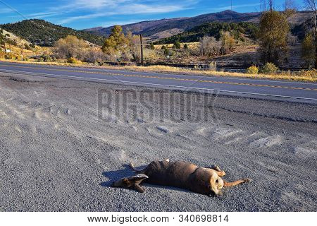 Dead White-tailed Or Mule Doe Deer Hit By A Car Or Truck Lying Killed On The Roadside, Sad Roadkill 