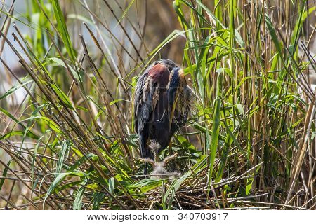Purple Heron (ardea Purpurea)