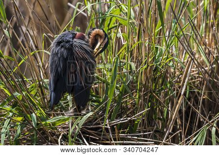 Purple Heron (ardea Purpurea)