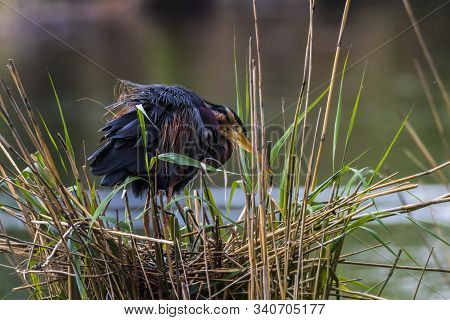 Purple Heron (ardea Purpurea)