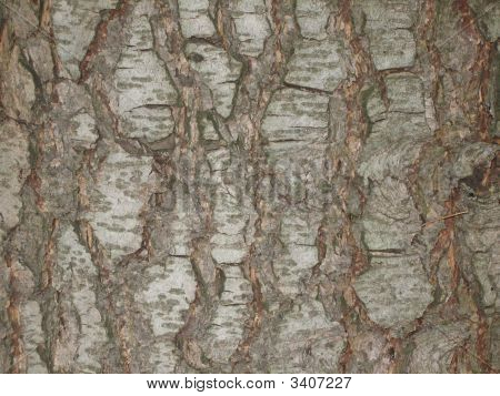 Holz Rinde