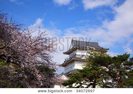 Odawara linna ja Cherry Blossom