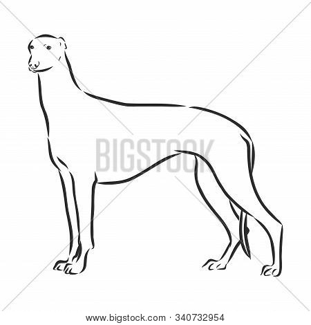 Illustration Greyhound Dog Was Created In Doodling Style In Black And White Colors. Painted Image Is