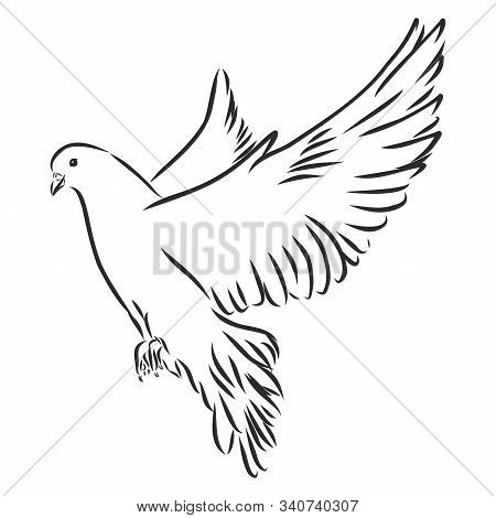 Dove Hand Drawn Illustration. Vector Line Art With Couple Of Pigeons, Flying White Bird, Standing Ca