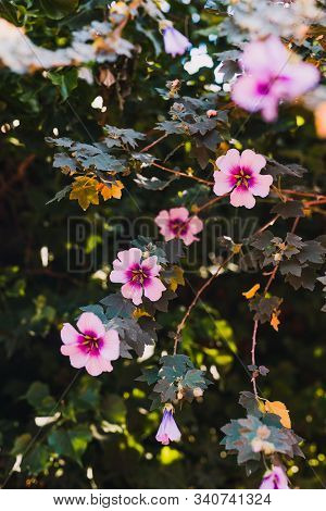 Hibiscus Syriacus Althea Rose Of Sharon Flower (also Called Aphhrodite Hibiscus) Tree