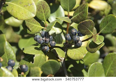 Rhaphiolepis Umbellate Branch With Blue Fruit In Daylight