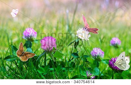 Field Of Blooming Raspberry Clovers Trifolium Incarnatum In Spring Rural Landscape. Butterfly Fly Ov