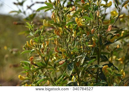Pigeon Pea Crop In Farm Field Field