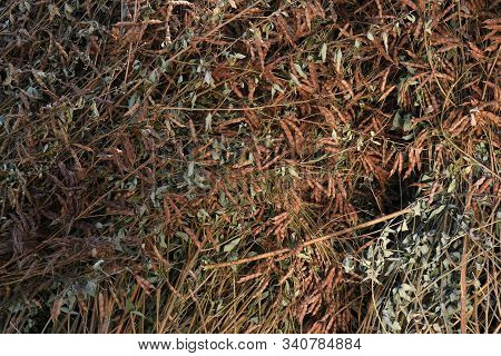 Pigeon Pea Crop In Farm Field Field