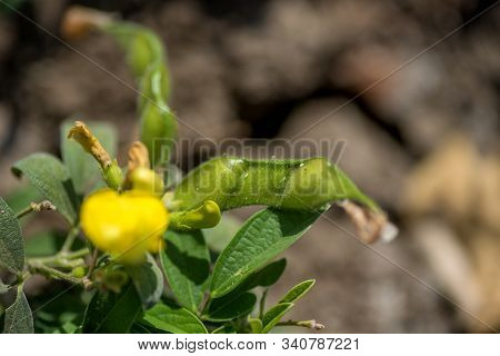 Pigeon Pea Crop In Farm Field Field
