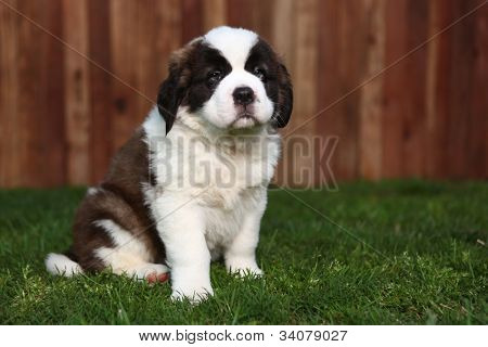 สายอเมริกัน Saint Bernard Pup