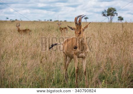Alcelaphus Buselaphus In The Green African Savannah